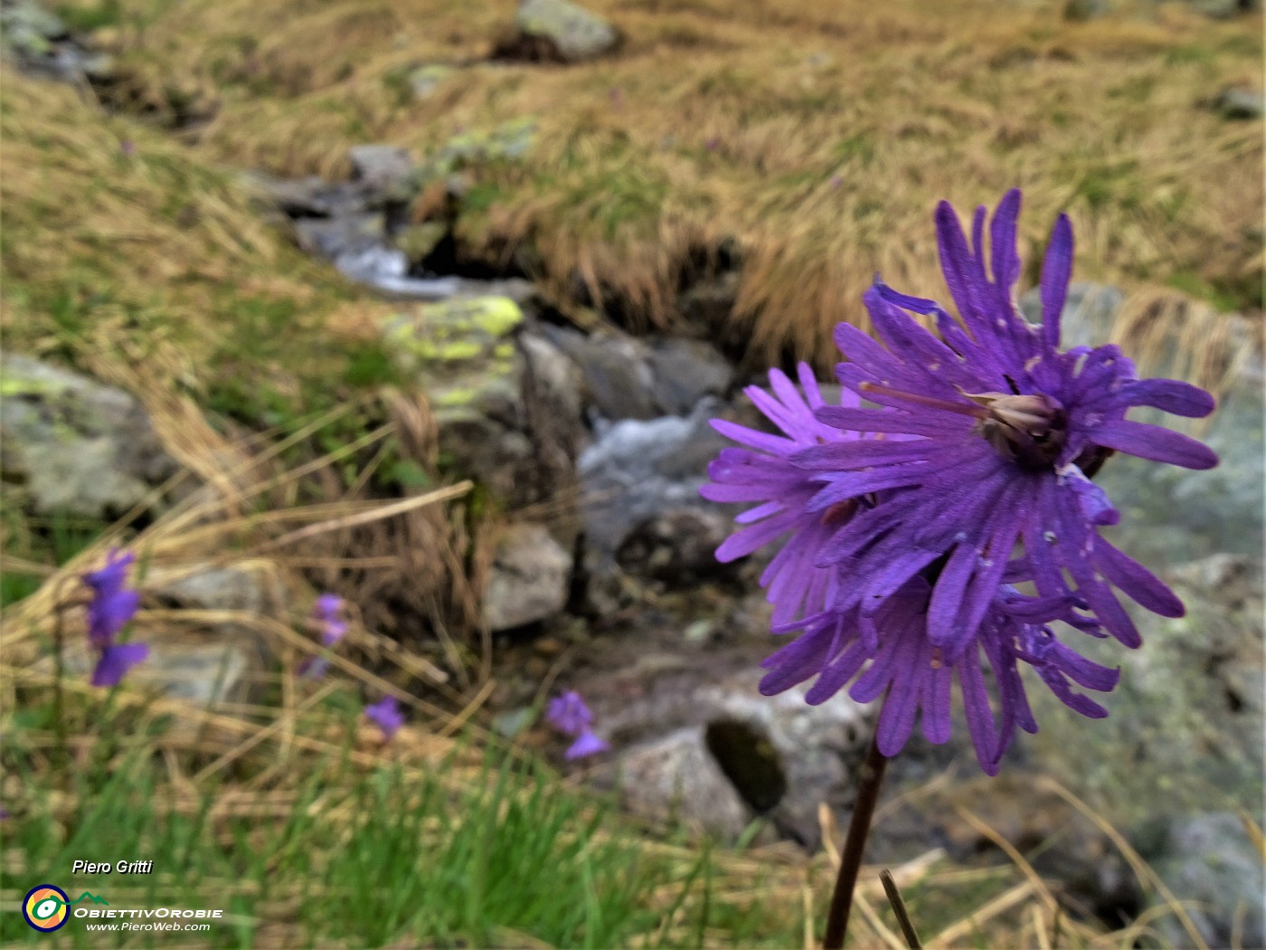 51 Soldanella pusilla (Soldanella della silice) con ruscelletto discendernte dal Valletto.JPG